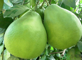 沙田柚的功效與作用 沙田柚的營養(yǎng)價(jià)值 沙田柚的功效與作用 沙田柚的營養(yǎng)價(jià)值