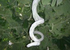 蛇瓜怎么做好吃？蛇瓜的做法大全