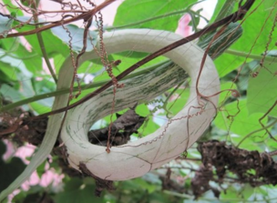 蛇瓜怎么做好吃？蛇瓜的做法大全