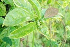 巴戟天的功效與作用及食用方法 巴戟天的功效與作用及食用方法