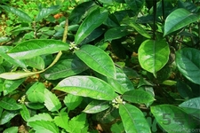 巴戟天的功效與作用及食用方法 巴戟天的功效與作用及食用方法