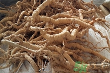 巴戟天的功效與作用及食用方法 巴戟天的功效與作用及食用方法