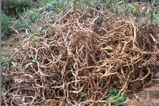 巴戟天的功效與作用及食用方法 巴戟天的功效與作用及食用方法