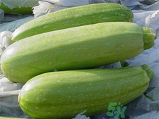 西葫蘆的營養(yǎng)價值 西葫蘆的功效與作用