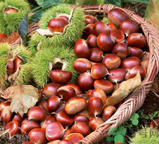 生板栗孕婦可以吃嗎？孕婦吃生板栗有什么好處