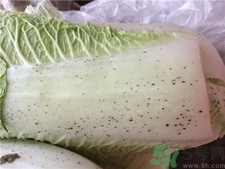 大白菜有黑點(diǎn)能吃嗎?大白菜有黑點(diǎn)是什么? 大白菜有黑點(diǎn)能吃嗎?大白菜有黑點(diǎn)是什么?