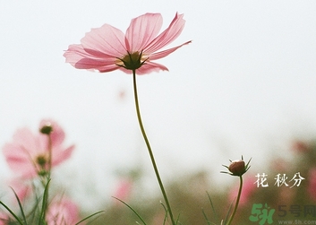 秋分吃什么？秋分吃什么水果？