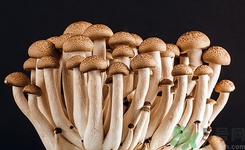 門上長蘑菇是怎么回事?門上長的蘑菇能吃嗎 門上長蘑菇是怎么回事?門上長的蘑菇能吃嗎