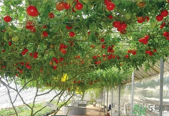 樹番茄怎么吃？樹番茄的功效作用