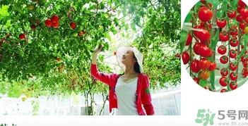 樹番茄怎么吃？樹番茄的功效作用