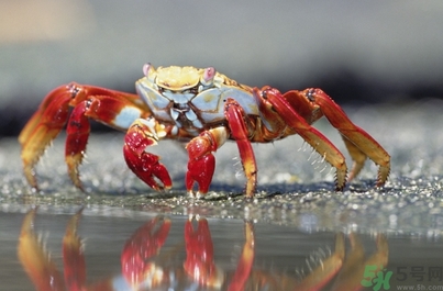 秋天吃海鮮好嗎？秋天吃什么海鮮好？