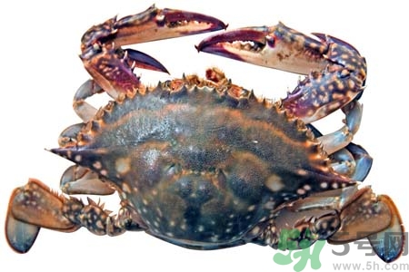 大閘蟹如何保存？大閘蟹死了還能吃嗎？