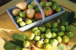 蘋果和梨子可以一起榨汁嗎？蘋果和梨子可以一起吃嗎？