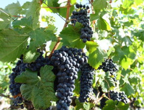 黑加侖皮能吃嗎？黑加侖皮的功效