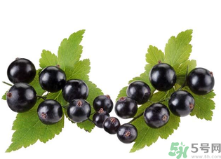 孕婦能吃黑加侖嗎？孕婦吃黑加侖好嗎？