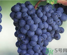 黑加侖是葡萄嗎？黑加侖和葡萄的區(qū)別