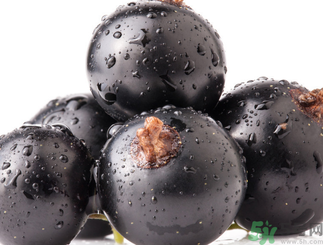 黑加侖是葡萄嗎？黑加侖和葡萄的區(qū)別