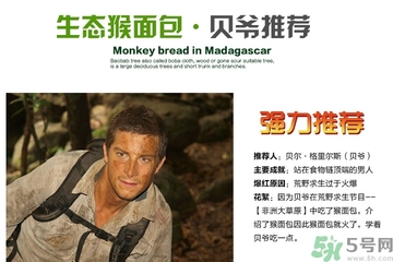 面包果怎么吃？面包果的功效