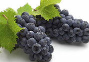 黑加侖是葡萄嗎？黑加侖和葡萄的區(qū)別