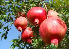 九月份吃什么水果？九月份吃什么水果好？