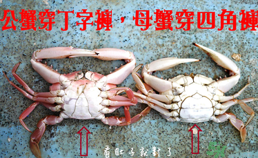 九月份吃公蟹還是母蟹？公蟹和母蟹哪個更好吃？