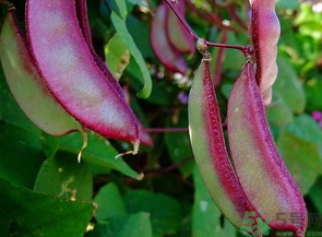 九月份吃什么蔬菜？適合九月份吃的蔬菜推薦