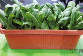 九月份吃什么蔬菜？適合九月份吃的蔬菜推薦