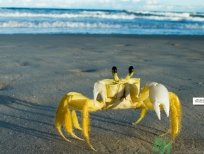 螃蟹可以帶上飛機(jī)嗎？螃蟹可以托運(yùn)嗎？