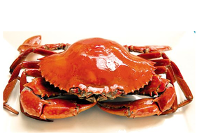 螃蟹什么季節(jié)最好吃？螃蟹幾月份吃最好？