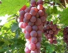 紫葡萄和綠葡萄哪個好?紫葡萄和青葡萄的區(qū)別 紫葡萄和綠葡萄哪個好?紫葡萄和青葡萄的區(qū)別