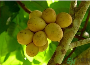 吃龍功果會上火嗎？龍功果的功效