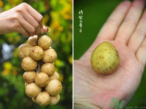 吃龍功果會上火嗎？龍功果的功效