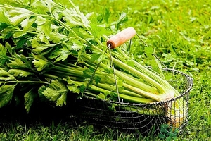 芹菜汁能去斑嗎？芹菜汁可以做面膜嗎？