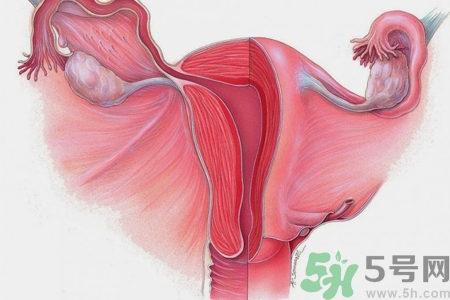 ?子宮移位怎么治療？子宮移位能懷孕嗎？