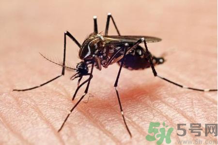 寨卡病毒的表現(xiàn)是什么？寨卡病毒的癥狀有哪些？