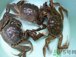 陽澄湖大閘蟹怎么保存？陽澄湖大閘蟹保存方法