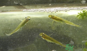 陽澄湖大閘蟹如何保鮮？陽澄湖大閘蟹保質(zhì)期