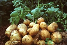 隔夜的土豆可以吃嗎？隔夜的土豆能不能吃？