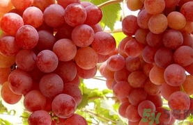 小龍蝦可以和葡萄一起吃嗎?小龍蝦能和葡萄同吃嗎? 小龍蝦可以和葡萄一起吃嗎?小龍蝦能和葡萄同吃嗎?