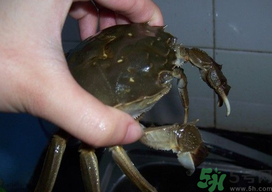 大閘蟹怎么洗？大閘蟹怎么洗才干凈？