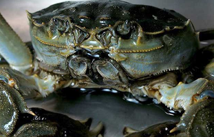 大閘蟹可以放冰箱嗎？大閘蟹放冰箱能活幾天？