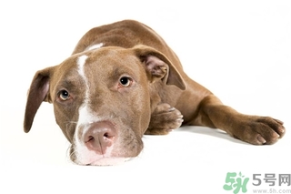 懶有什么壞處？懶有什么好處？