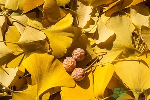 白果什么時候成熟？沒熟的白果能不能吃？