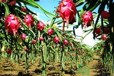 火龍果和牛奶可以一起吃嗎？火龍果的食用禁忌