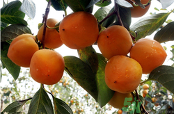 螃蟹和柿子一起吃了怎么辦？螃蟹和柿子一起吃有毒嗎？