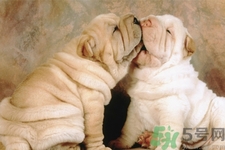 被狗咬了怎么辦？被狗咬傷的急救措施是什么？