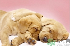 被狗咬出血怎么辦？被狗咬了沒出血怎么辦？