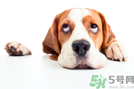 被狗咬出血怎么辦？被狗咬了沒出血怎么辦？