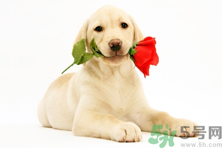 被狗咬出血怎么辦？被狗咬了沒出血怎么辦？