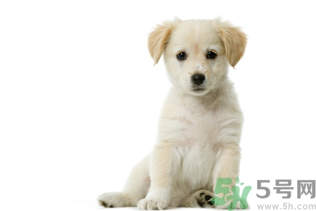 被狗咬出血怎么辦？被狗咬了沒出血怎么辦？